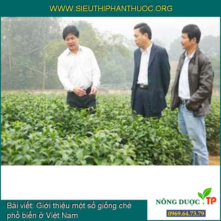 Giới thiệu một số giống chè phổ biến ở Việt Nam