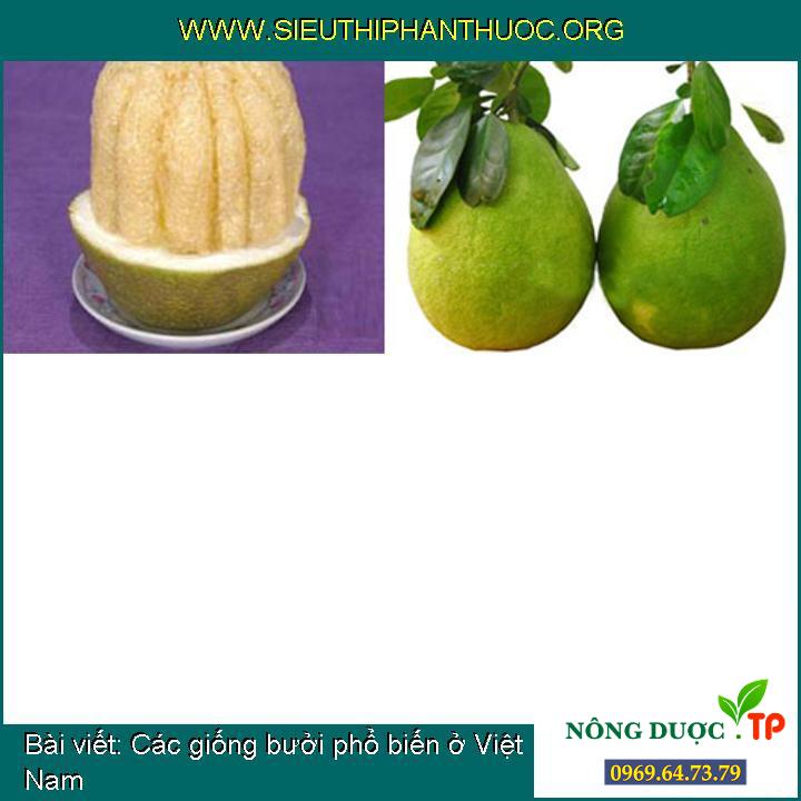 Các giống bưởi phổ biến ở Việt Nam