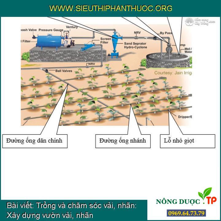 Trồng và chăm sóc vải, nhãn: Xây dựng vườn vải, nhãn