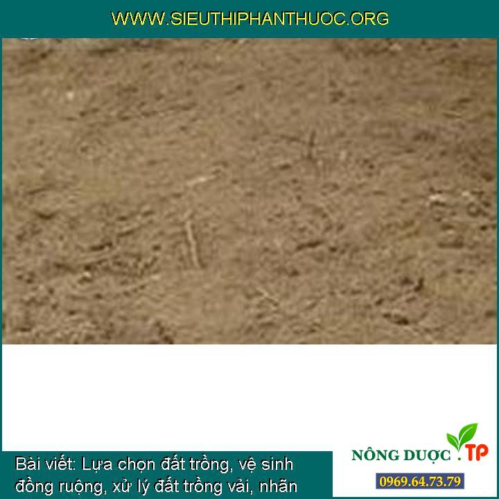 Lựa chọn đất trồng, vệ sinh đồng ruộng, xử lý đất trồng vải, nhãn