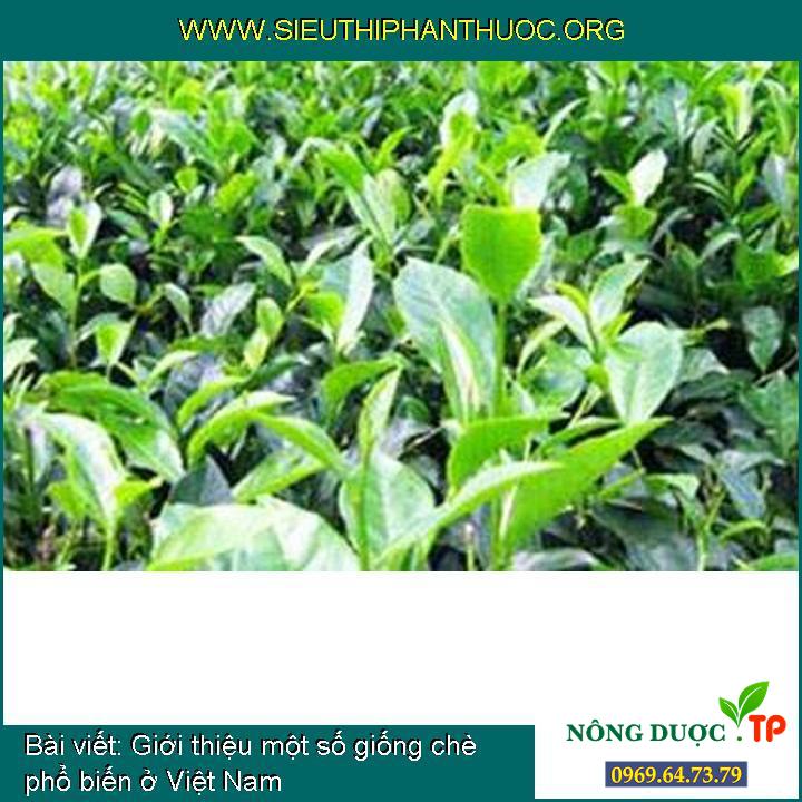 Giới thiệu một số giống chè phổ biến ở Việt Nam