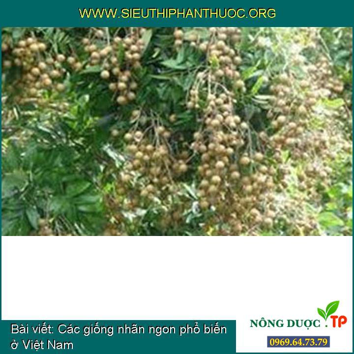Các giống nhãn ngon phổ biến ở Việt Nam