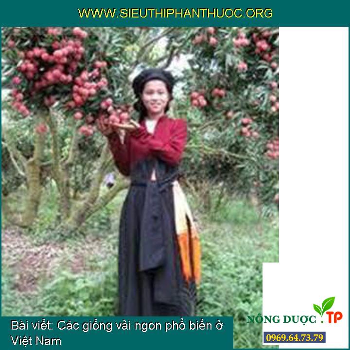 Các giống vải ngon phổ biến ở Việt Nam