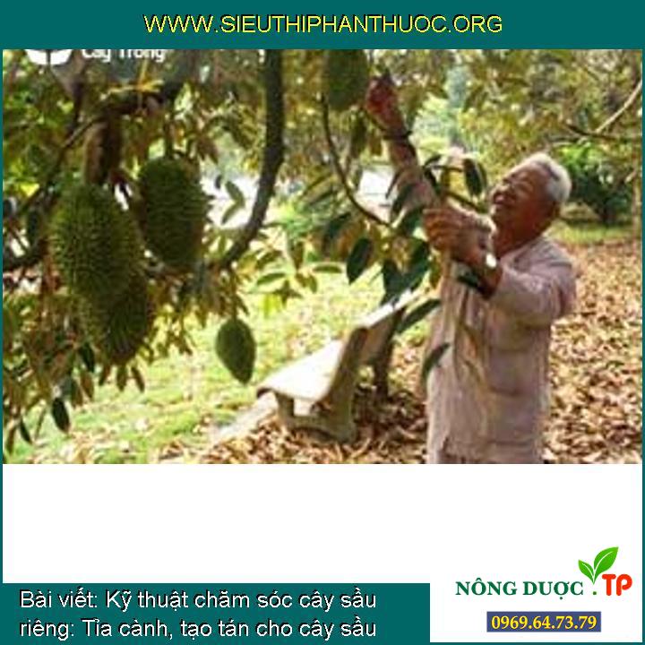 Kỹ thuật chăm sóc cây sầu riêng: Tỉa cành, tạo tán cho cây sầu riêng