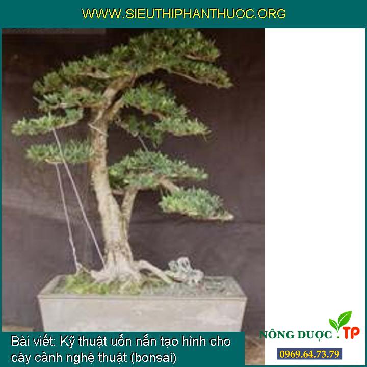 Kỹ thuật uốn nắn tạo hình cho cây cảnh nghệ thuật (bonsai)