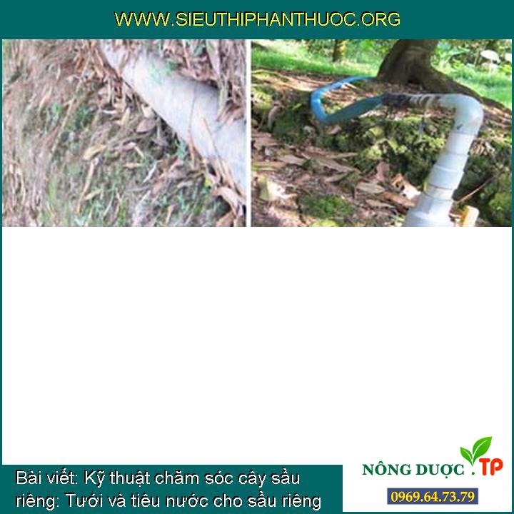 Kỹ thuật chăm sóc cây sầu riêng: Tưới và tiêu nước cho sầu riêng