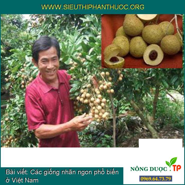 Các giống nhãn ngon phổ biến ở Việt Nam