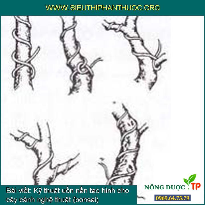 Kỹ thuật uốn nắn tạo hình cho cây cảnh nghệ thuật (bonsai)