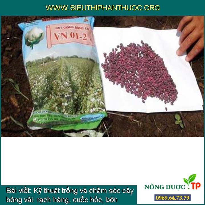 Kỹ thuật trồng và chăm sóc cây bông vải: rạch hàng, cuốc hốc, bón phân, gieo hạt