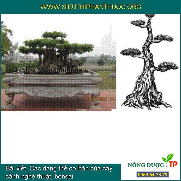 Các dáng thế cơ bản của cây cảnh nghệ thuật, bonsai