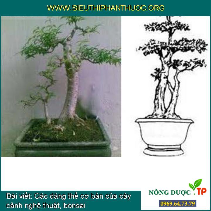 Các dáng thế cơ bản của cây cảnh nghệ thuật, bonsai - SIÊU THỊ PHÂN THUỐC