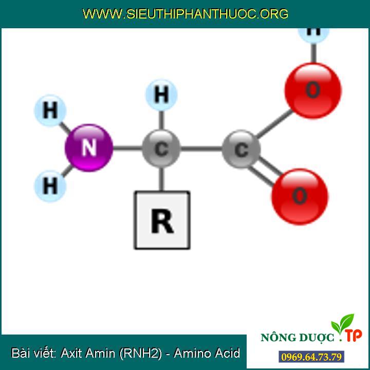 Axit Amin (RNH2) - Amino Acid
