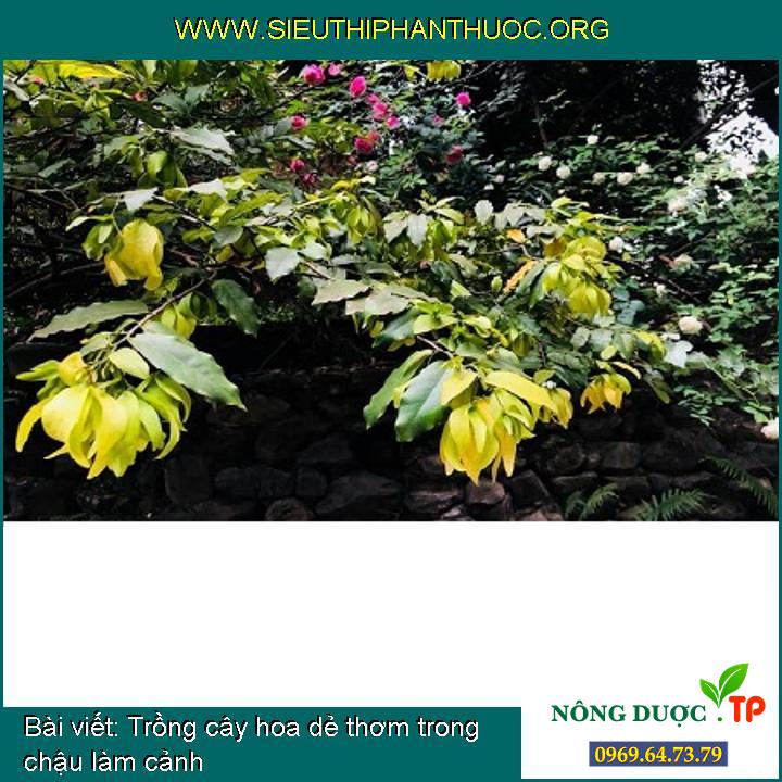 Trồng cây hoa dẻ thơm trong chậu làm cảnh