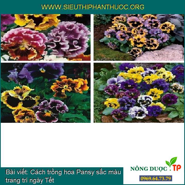 Cách trồng hoa Pansy sắc màu trang trí ngày Tết