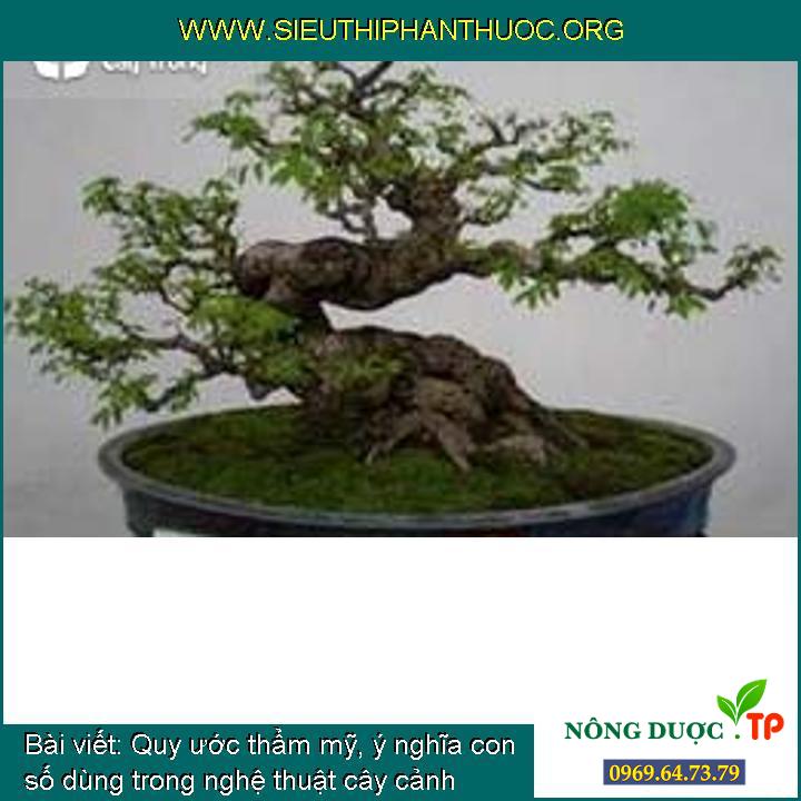 Quy ước thẩm mỹ, ý nghĩa con số dùng trong nghệ thuật cây cảnh (bonsai)