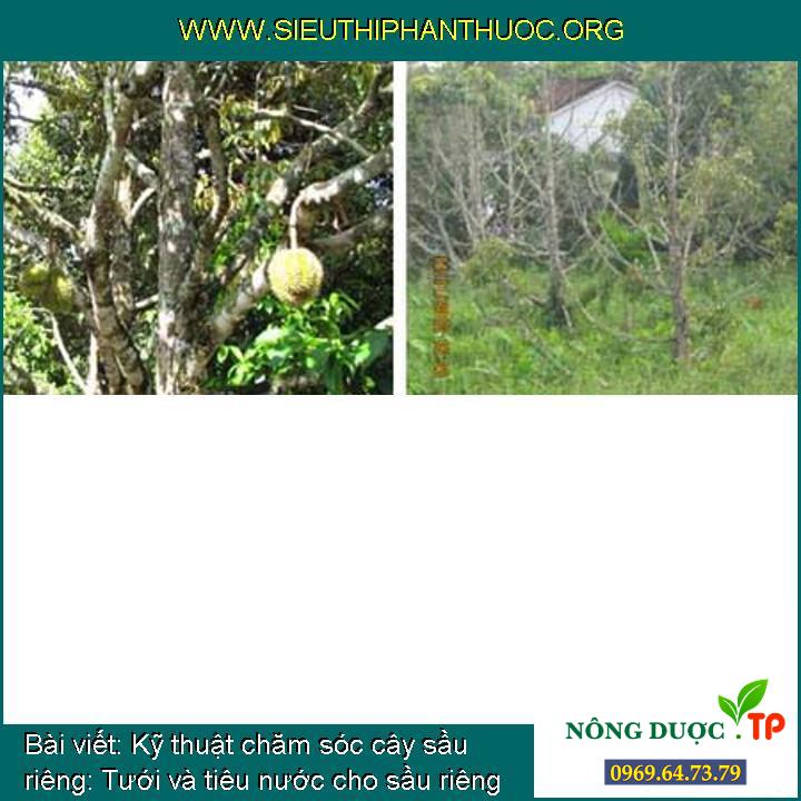 Kỹ thuật chăm sóc cây sầu riêng: Tưới và tiêu nước cho sầu riêng