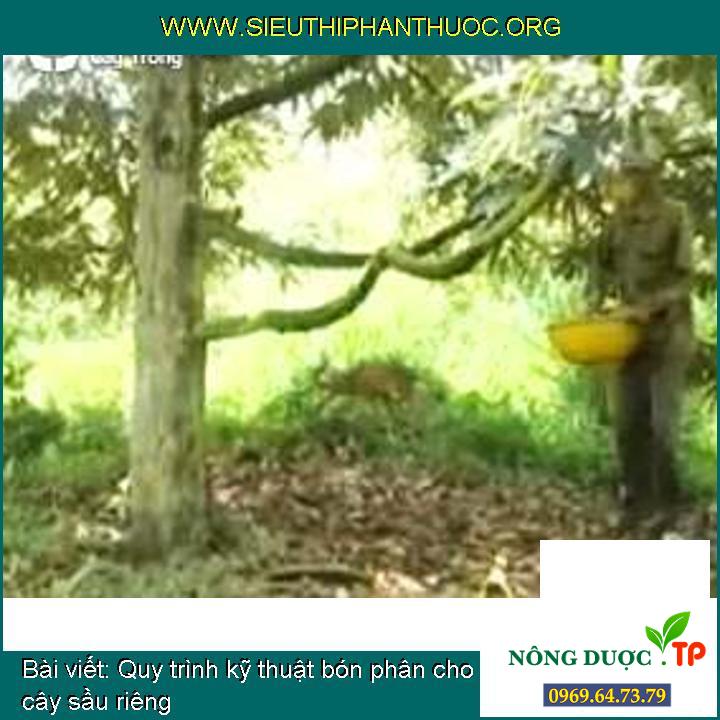 Quy trình kỹ thuật bón phân cho cây sầu riêng