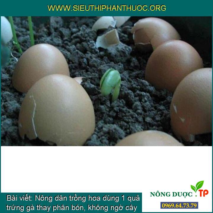 Nông dân trồng hoa dùng 1 quả trứng gà thay phân bón, không ngờ cây mọc cành lá sum xuê, nở hoa liên tục