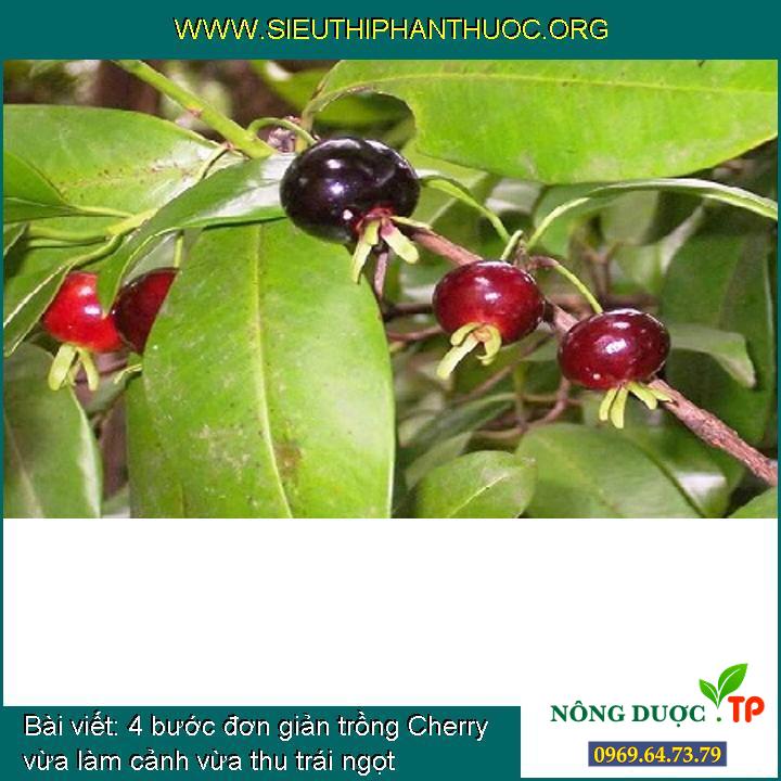 4 bước đơn giản trồng Cherry vừa làm cảnh vừa thu trái ngọt