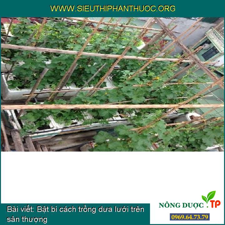 Bật bí cách trồng dưa lưới trên sân thượng
