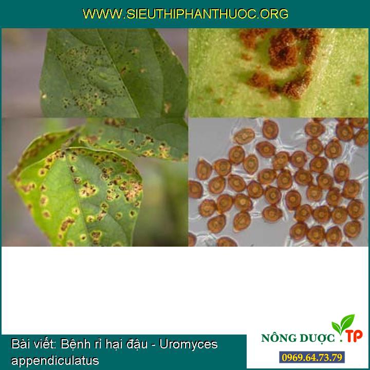 Bệnh rỉ hại đậu - Uromyces appendiculatus