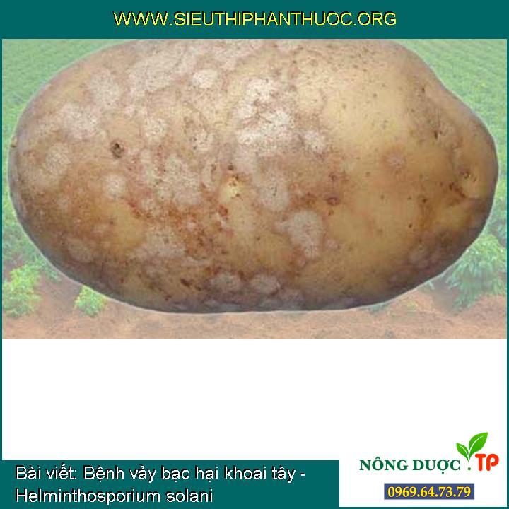 Bệnh vảy bạc hại khoai tây - Helminthosporium solani