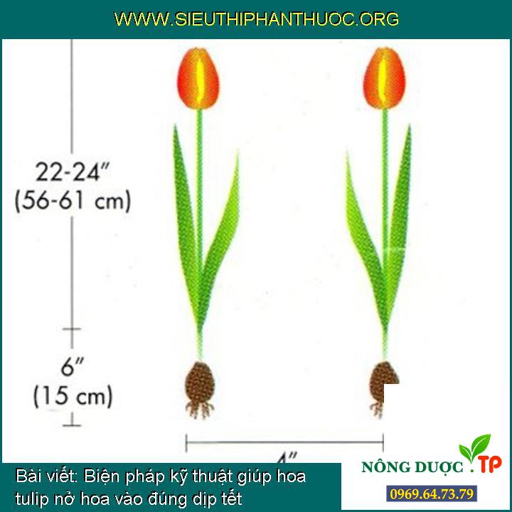 Biện pháp kỹ thuật giúp hoa tulip nở hoa vào đúng dịp tết