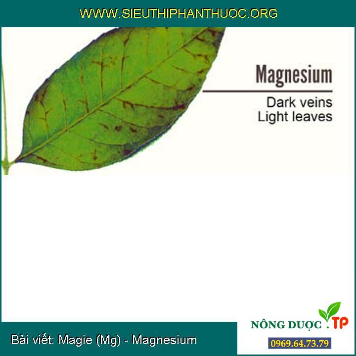 Magie (Mg) - Magnesium