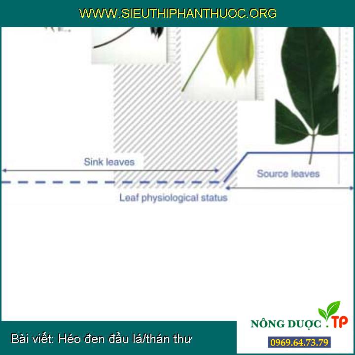 Héo đen đầu lá/thán thư