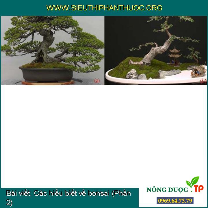 Các hiểu biết về bonsai (Phần 2)
