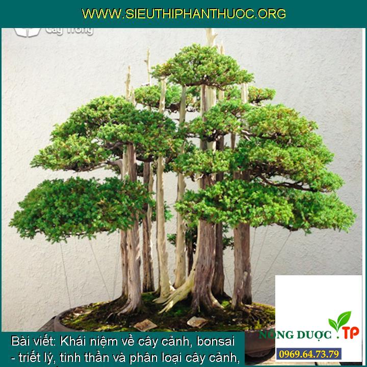 Khái niệm về cây cảnh, bonsai - triết lý, tinh thần và phân loại cây cảnh, dáng thế