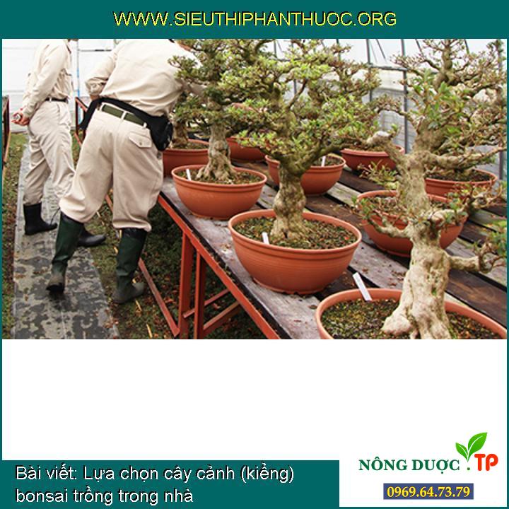 Lựa chọn cây cảnh (kiểng) bonsai trồng trong nhà