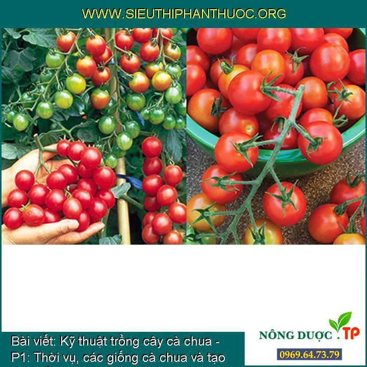 Kỹ thuật trồng cây cà chua - P1: Thời vụ, các giống cà chua và tạo cây giống