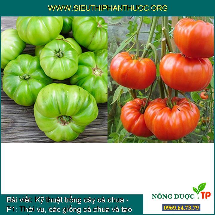 Kỹ thuật trồng cây cà chua - P1: Thời vụ, các giống cà chua và tạo cây giống