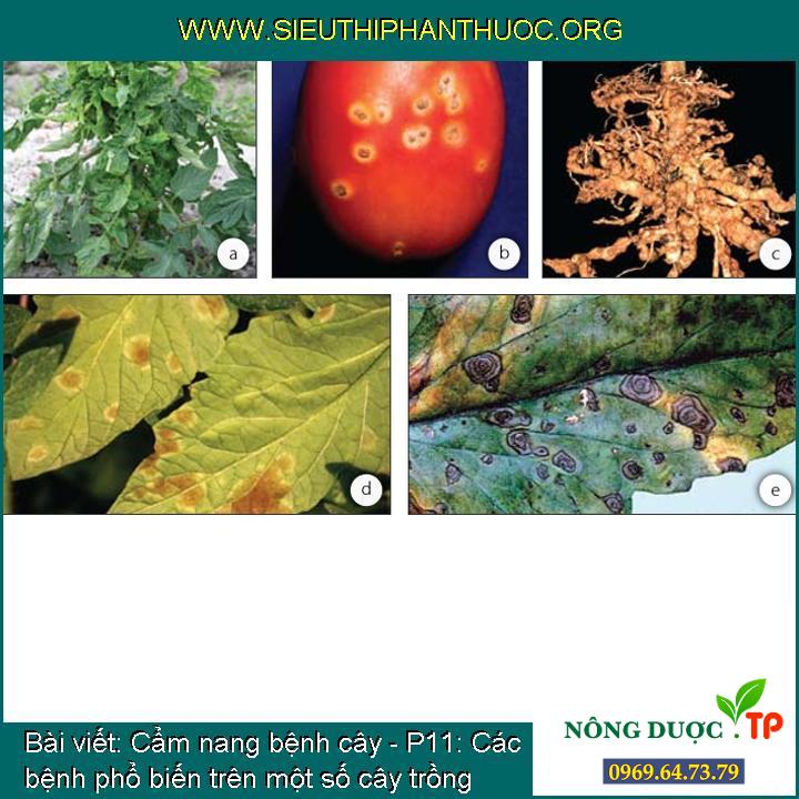 Cẩm nang bệnh cây - P11: Các bệnh phổ biến trên một số cây trồng quan trọng
