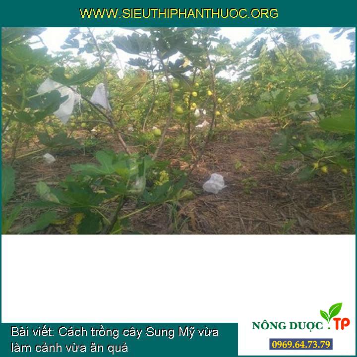 Cách trồng cây Sung Mỹ vừa làm cảnh vừa ăn quả