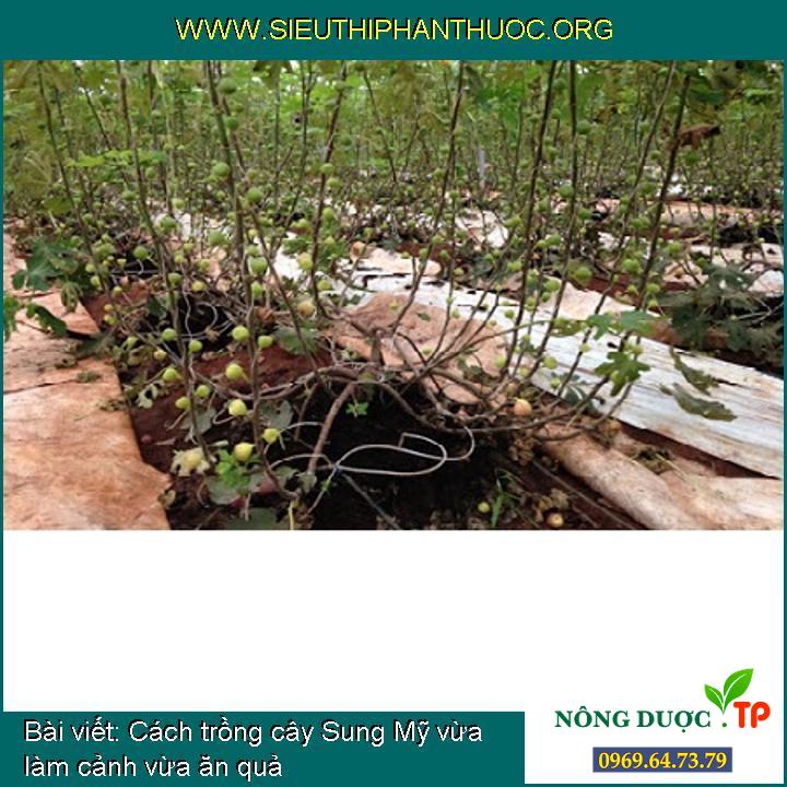 Cách trồng cây Sung Mỹ vừa làm cảnh vừa ăn quả