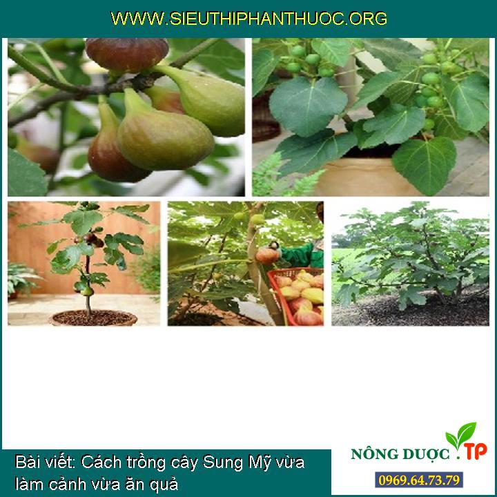 Cách trồng cây Sung Mỹ vừa làm cảnh vừa ăn quả