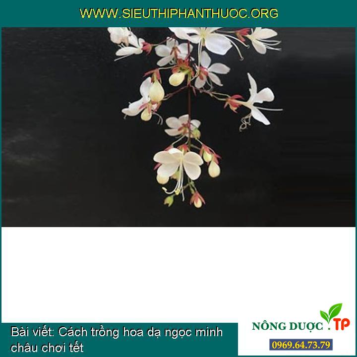 Cách trồng hoa dạ ngọc minh châu chơi tết