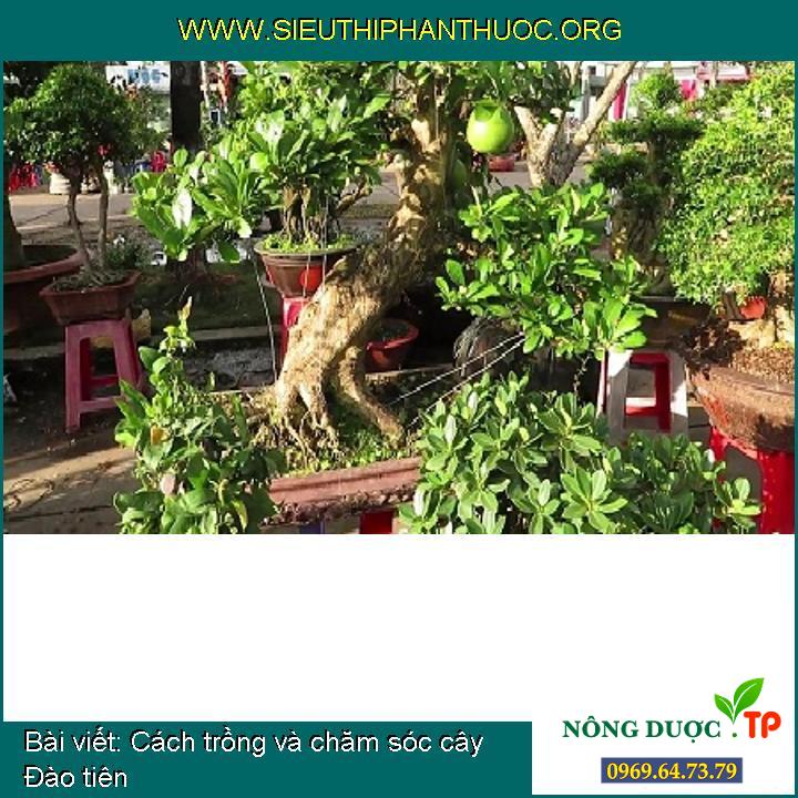 Cách trồng và chăm sóc cây Đào tiên