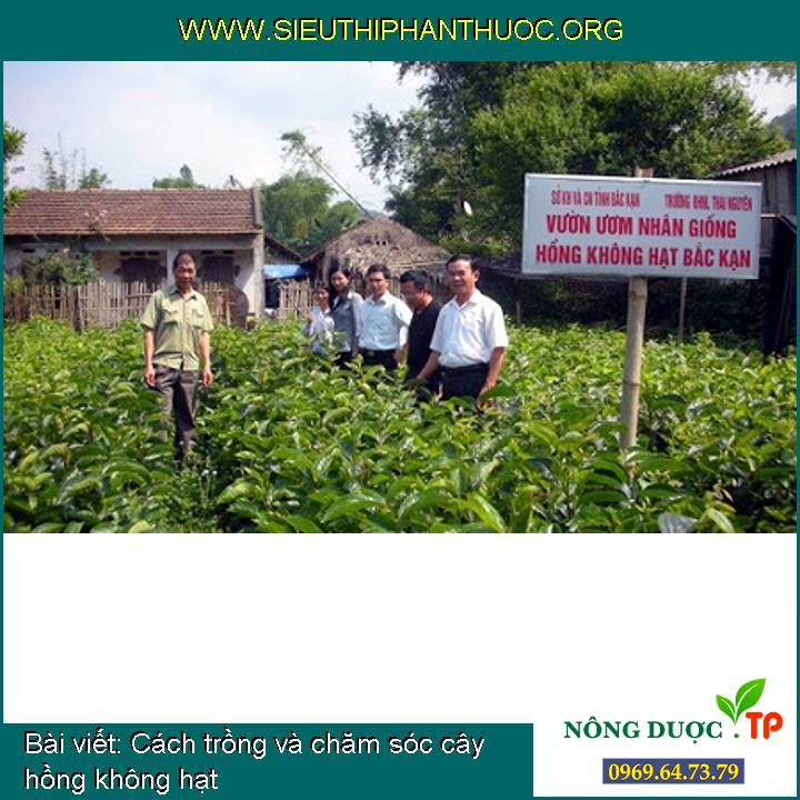 Cách trồng và chăm sóc cây hồng không hạt