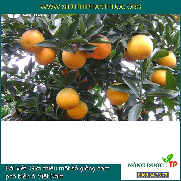 Giới thiệu một số giống cam phổ biến ở Việt Nam