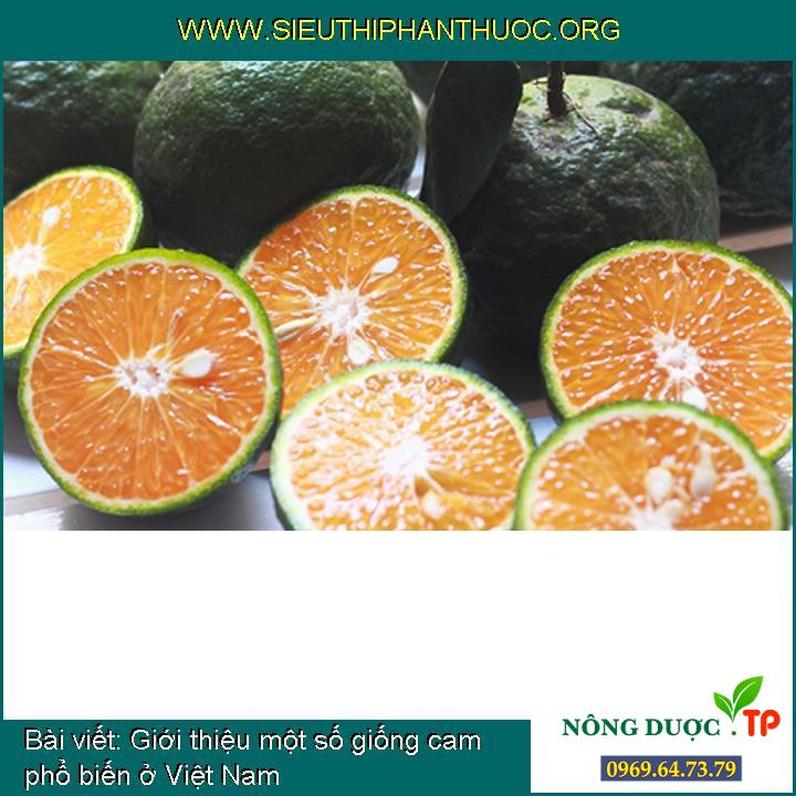 Giới thiệu một số giống cam phổ biến ở Việt Nam