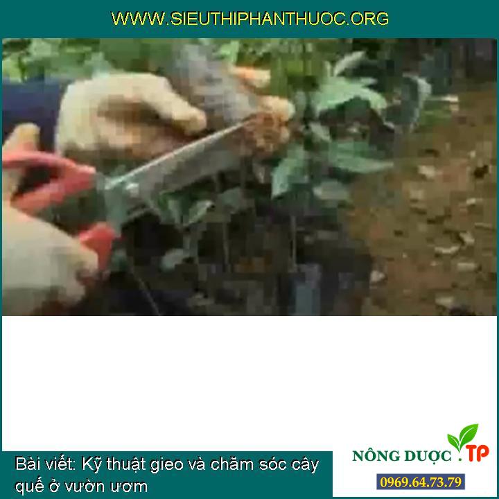 Kỹ thuật gieo và chăm sóc cây quế ở vườn ươm