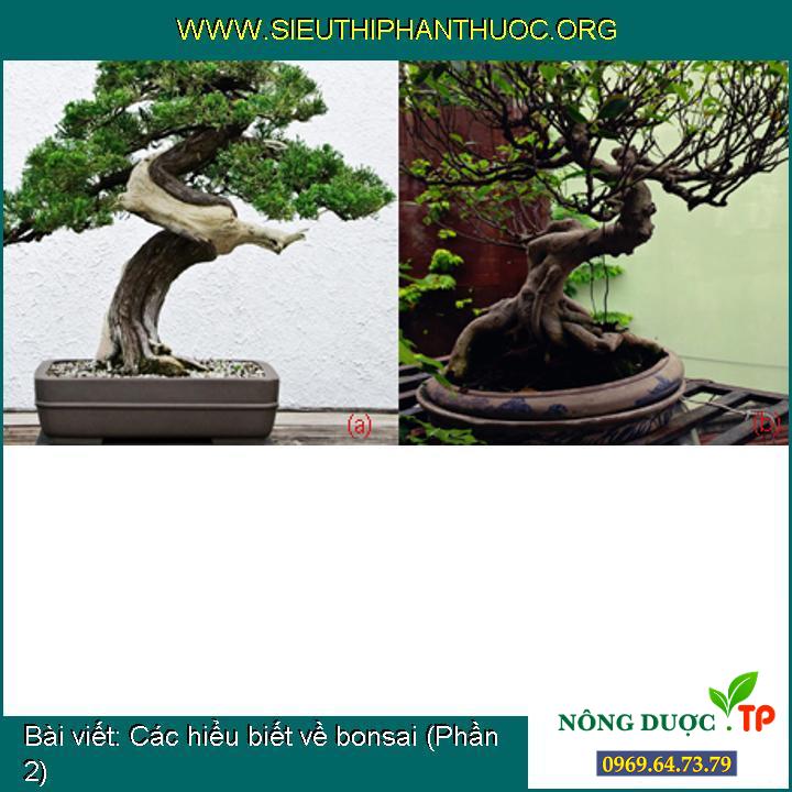 Các hiểu biết về bonsai (Phần 2)