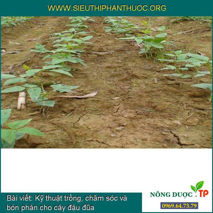 Kỹ thuật trồng, chăm sóc và bón phân cho cây đậu đũa