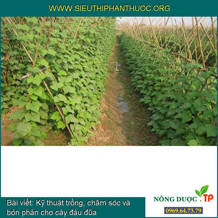 Kỹ thuật trồng, chăm sóc và bón phân cho cây đậu đũa