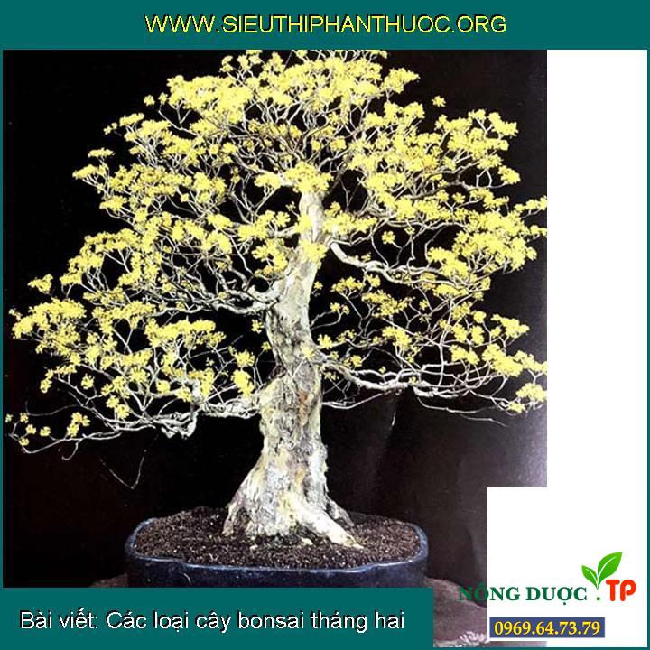 Các loại cây bonsai tháng hai
