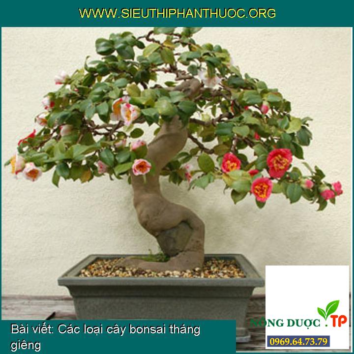 Các loại cây bonsai tháng giêng