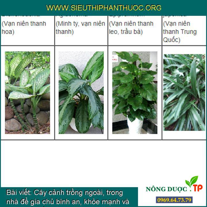 Cây cảnh trồng ngoài, trong nhà để gia chủ bình an, khỏe mạnh và phát tài (phần 1)